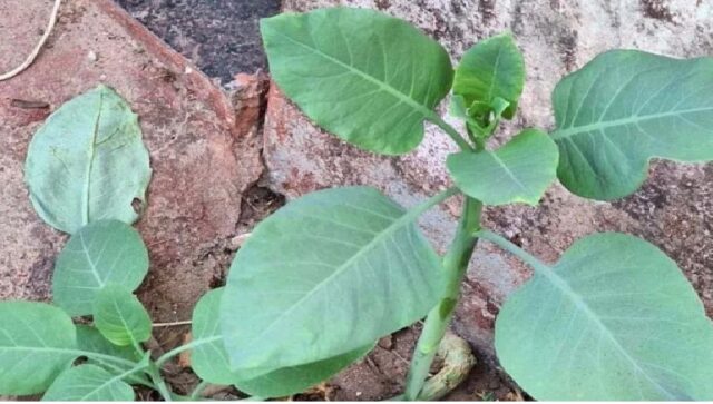 Mulher morre após comer ‘falsa couve’; outras pessoas foram internadas em estado grave