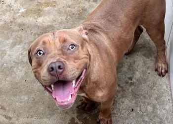 Foto: Secretaria de Defesa dos Animais