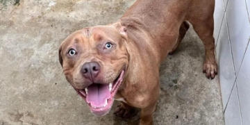 Foto: Secretaria de Defesa dos Animais