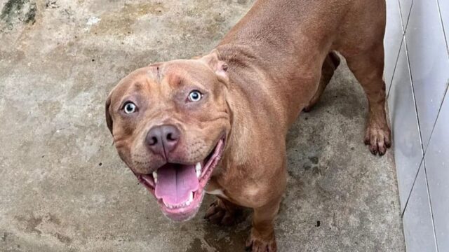 Criança de cinco anos morre após ser atacada por pitbull