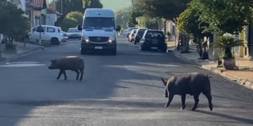 Foto: Edijan Del Santo/EPTV