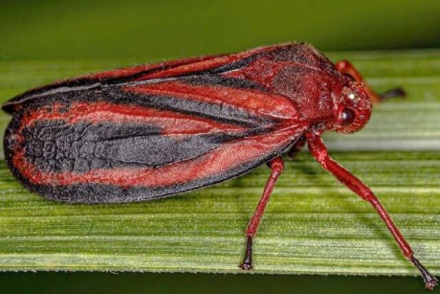 Nova espécie de cigarrinha é descoberta e ameaça produção de cana no Brasil