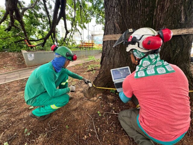 Procedimento-tecnico-auxilia-na-definicao-de-medidas-de-seguranca-e-preservacao-da-especie-que-e-patrimonio-de-Piracicaba-1024×768-1