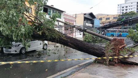 Árvore de grande porte cai sobre carro após forte chuva em Piracicaba