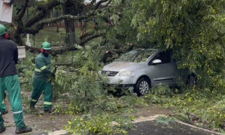 Árvore cai sobre carro na Rodovia Laércio Corte, em Piracicaba