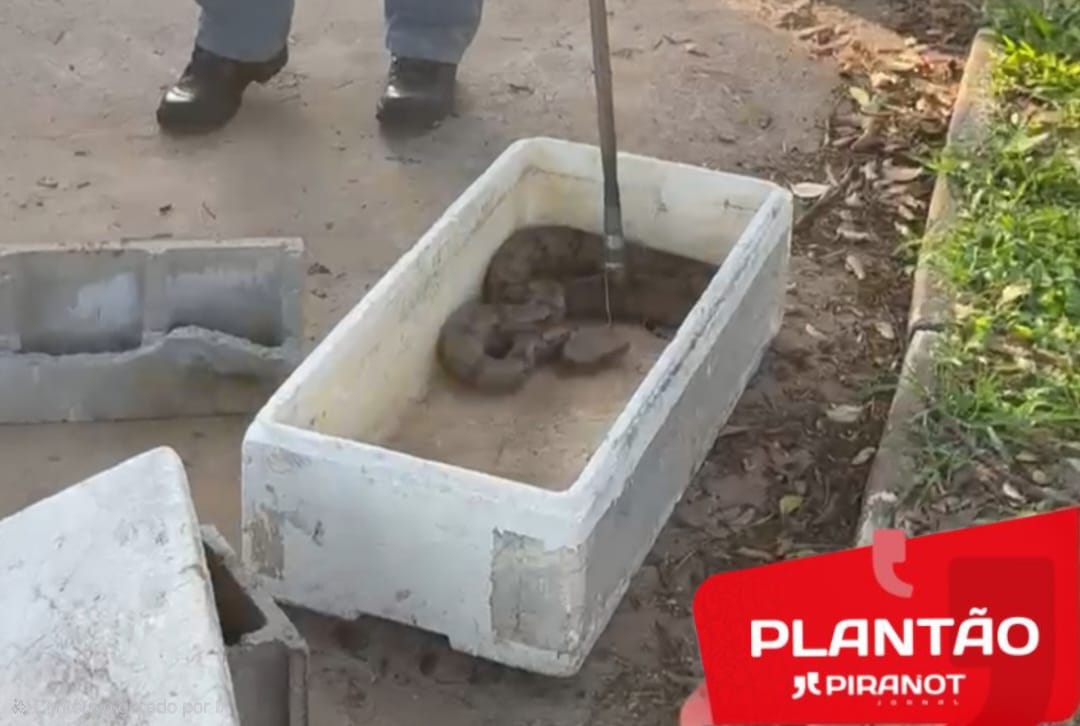 Corpo de Bombeiros resgata cobra jiboia após animal picar idoso em Piracicaba