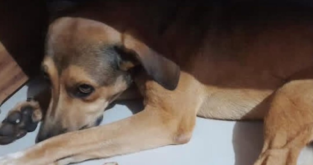 Foto: Fabrício Santos