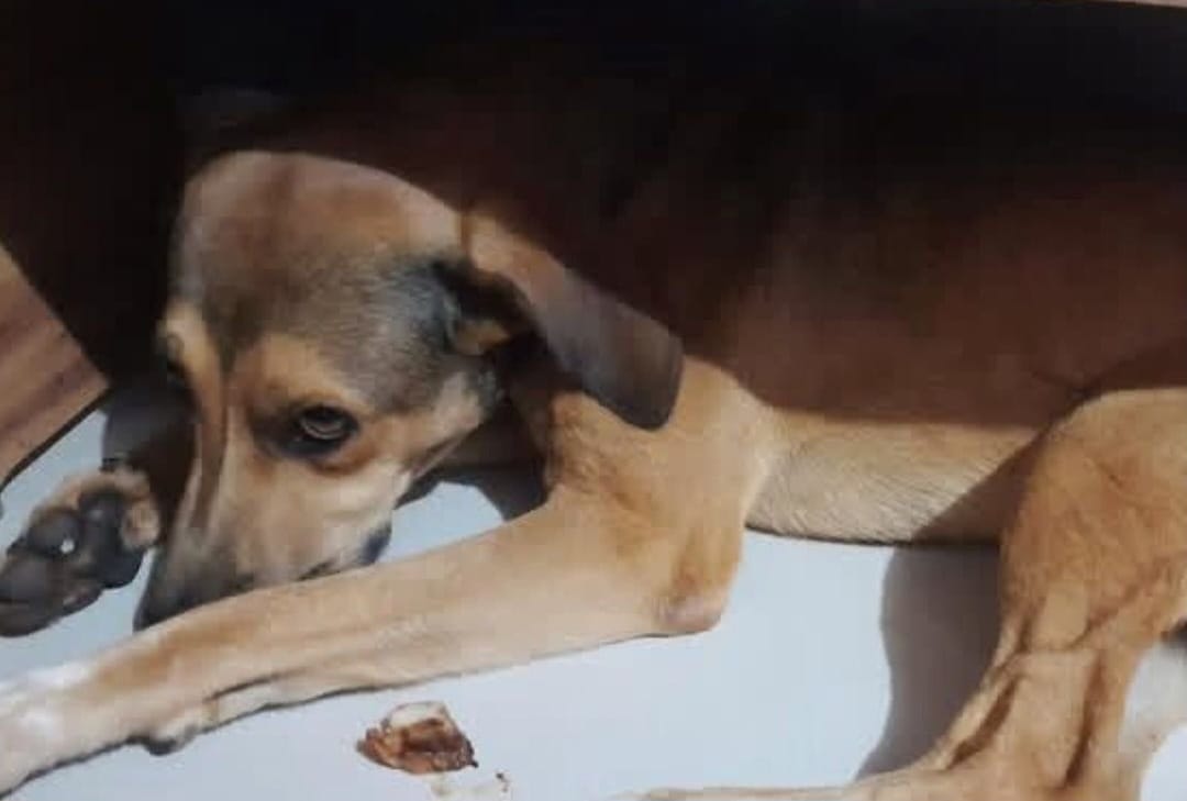 Cão é resgatado por vizinho após ser abandonado por indivíduo no meio da rua em Piracicaba