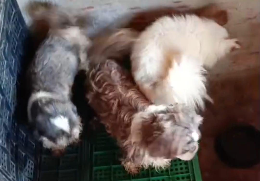 Canil clandestino com 61 animais é encontrado em Charqueada; responsável é preso