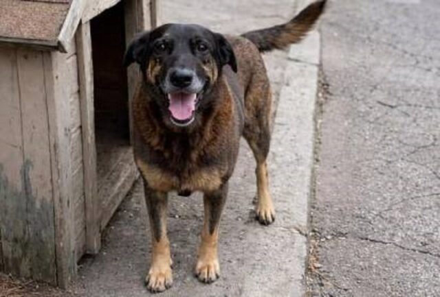 Assassinato do cachorro Orelha causa comoção nas redes sociais