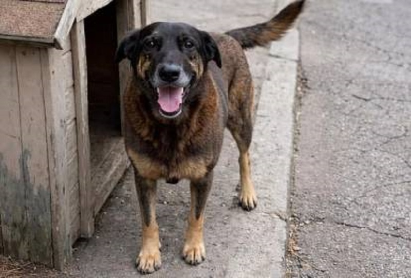 Assassinato do cachorro Orelha causa comoção nas redes sociais