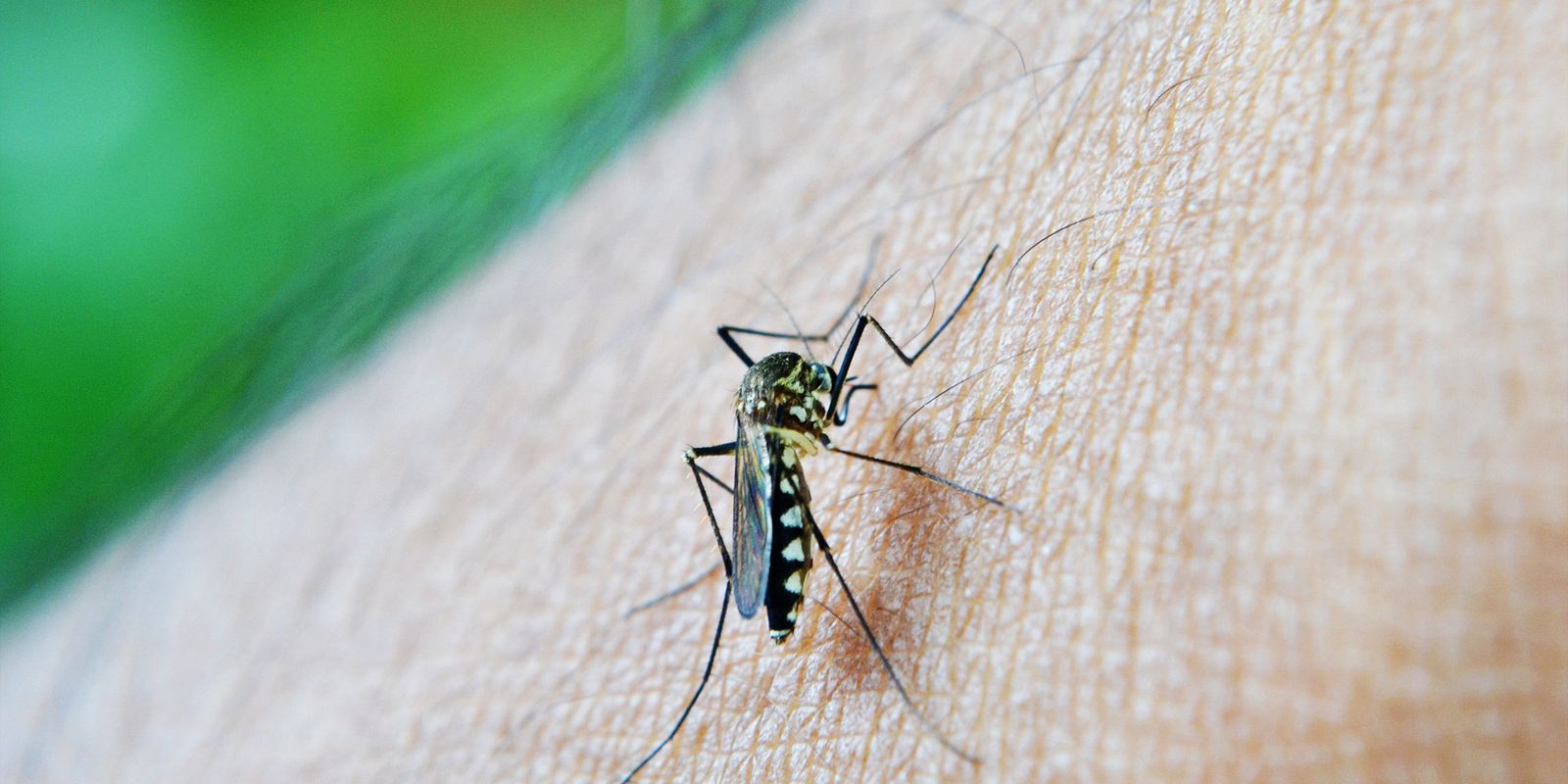 São Paulo confirma primeira morte por dengue e acende alerta para início de 2026