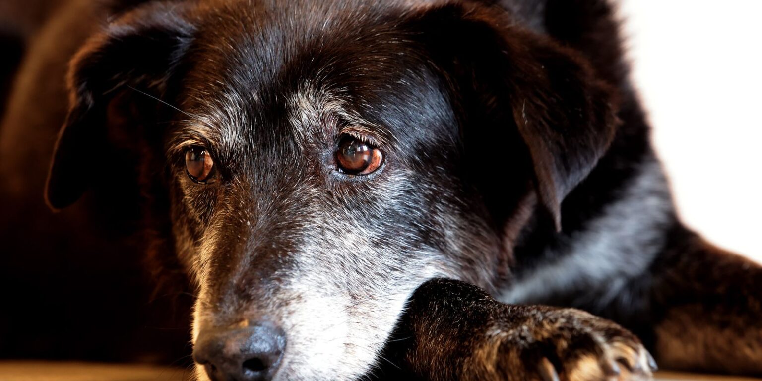 Comerciante chinês é condenado a mais de cinco anos por maus-tratos a cães em São Paulo