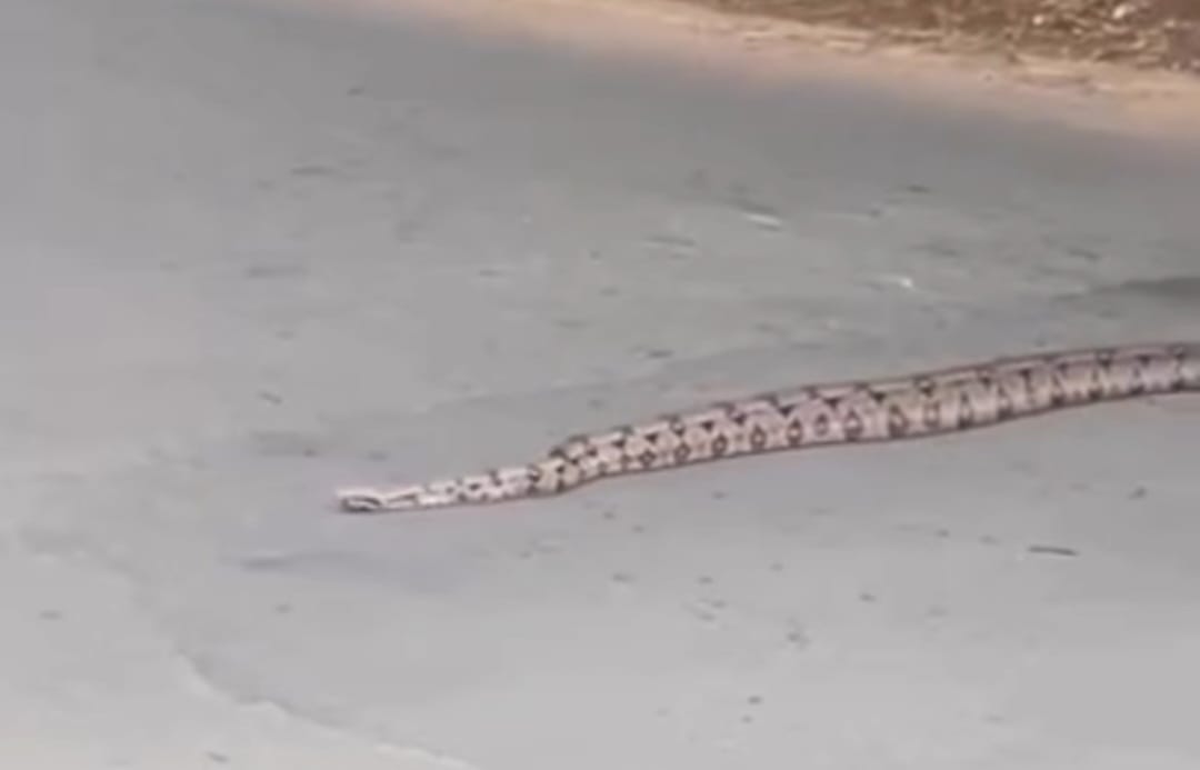 Jiboia é flagrada atravessando rua em Piracicaba