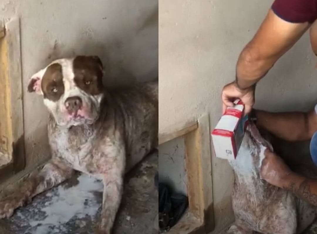 Cachorro sobrevive após ser encontrado agonizando depois de ser envenenado em Piracicaba