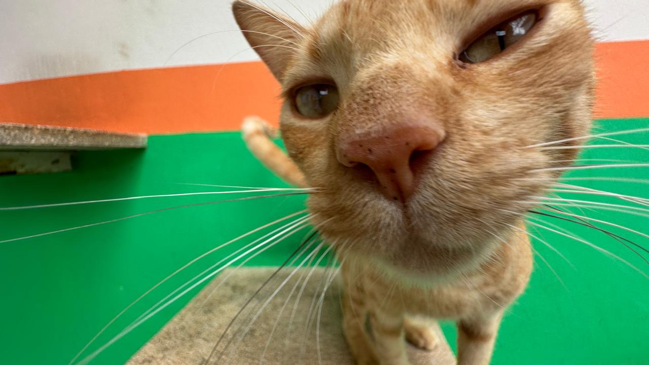 Prefeitura terá atendimento presencial para cadastro no mutirão de castrações; serão 1.200 cirurgias