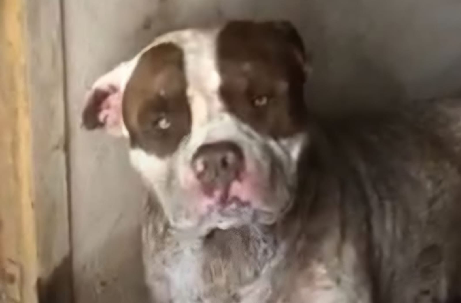 Após ser socorrido, pitbull Hulk morre vítima de envenenamento em Piracicaba