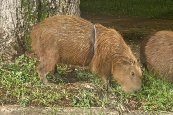 Prefeitura estrutura área para manejo de capivara com artefato preso ao tórax