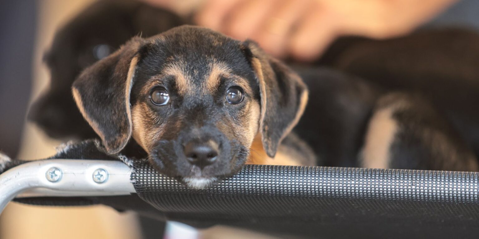 Caso Orelha expõe avanço dos processos por maus-tratos a animais no Brasil