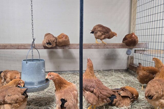 AGORA Gripe aviária já matou 201 milhões de aves nos Estados Unidos