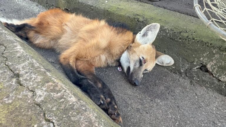 Lobo-guará morre atropelado em rodovia que liga Piracicaba a Rio Claro