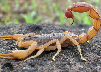 Verão é época de acidentes com escorpiões; veja cuidados