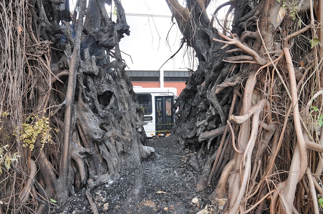 Sedema faz operação para salvar falsa-seringueira incendiada duas vezes em Piracicaba