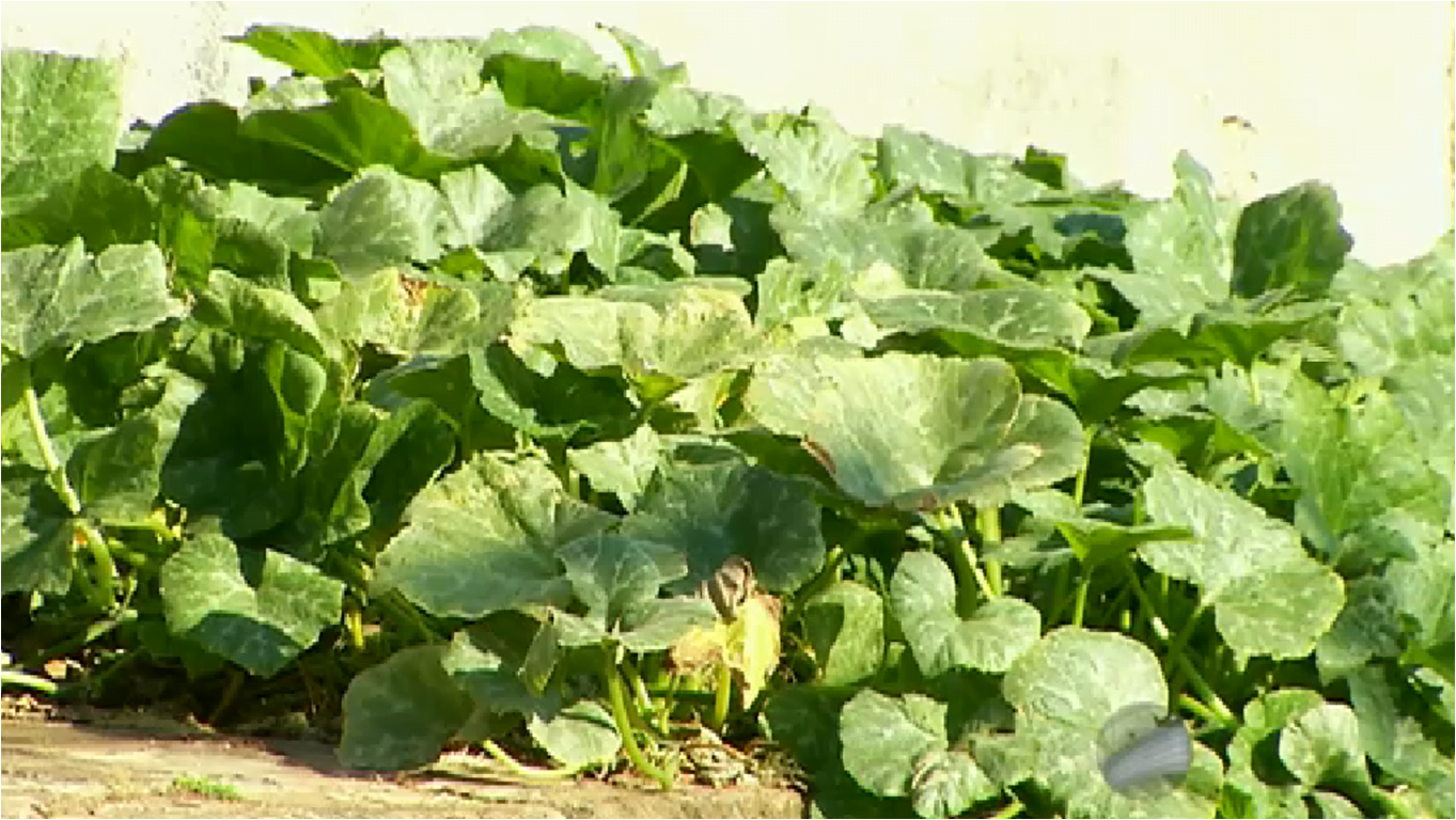 Pé de abóbora cresce no meio de uma calçada no bairro Alto