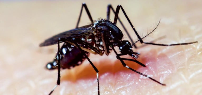 Saiba o que é boato e o que é verdade sobre o vírus Zika