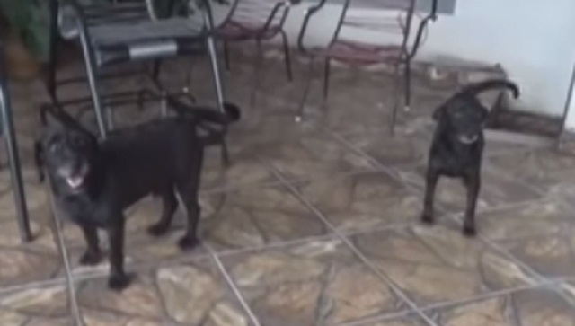 Moradores do Jupiá, em Piracicaba, denunciam abandono de animais