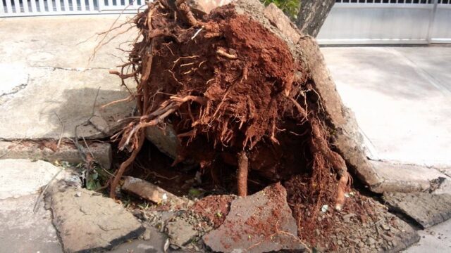 Foto: Júnior Cardoso / PiraNOT Piracicaba
