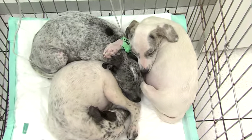 Cachorros abandonados em terreno são resgatados por ONG de Campinas
