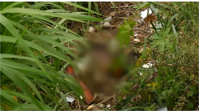 Cadáver é encontrado em canavial às margens da Rodovia do Açúcar