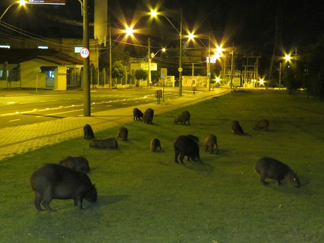 Bando de capivaras invade avenida central de Piracicaba