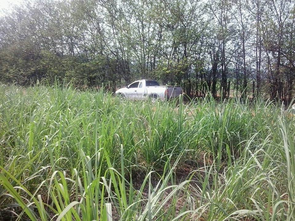 Guardas Civis encontram carro roubado em canavial
