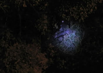 Foto: Wagner Romano / PIRANOT