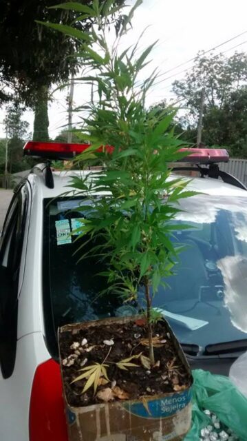 Na casa havia um pé de maconha - Foto: Divulgação