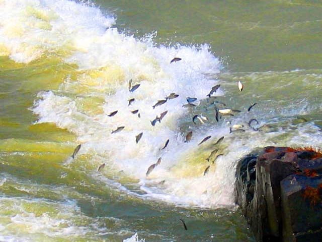 Fim da piracema amplia risco de febre maculosa