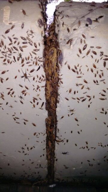 Foto: Valter Martins / Piracicaba em Alerta