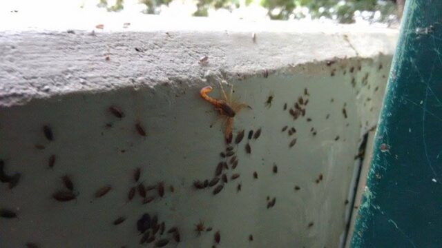 Foto: Valter Martins / Piracicaba em Alerta