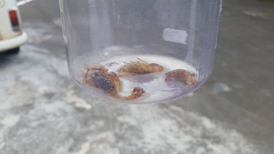 Escorpiões invadem casas no Nova Piracicaba