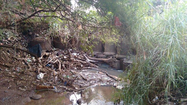 Foto: Wagner Romano / PIRANOT