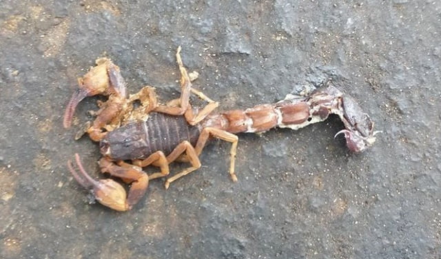 Escorpiões aparecem na zona leste de Piracicaba e preocupam munícipes