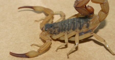 Secretaria da Saúde de Piracicaba alerta sobre cuidados com escorpiões