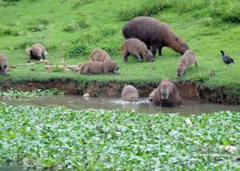 Capivaras ajudam a espalhar carrapatos que causam a febre maculosa - Foto: Reprodução