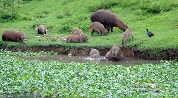 Capivaras ajudam a espalhar carrapatos que causam a febre maculosa - Foto: ReproduÃ§Ã£o