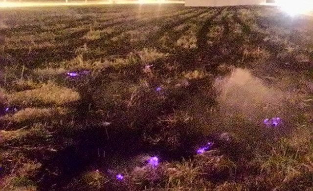 Foto: Wagner Romano / PIRANOT