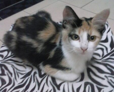 Foto: VocÃª no PiraNOT