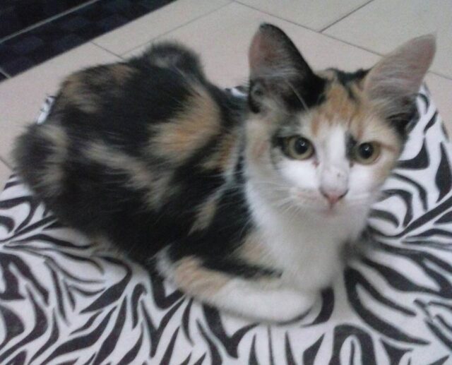 Foto: VocÃª no PiraNOT