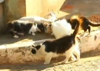 Polícia e prefeitura investigam as mortes - Foto: Reprodução / TV Record